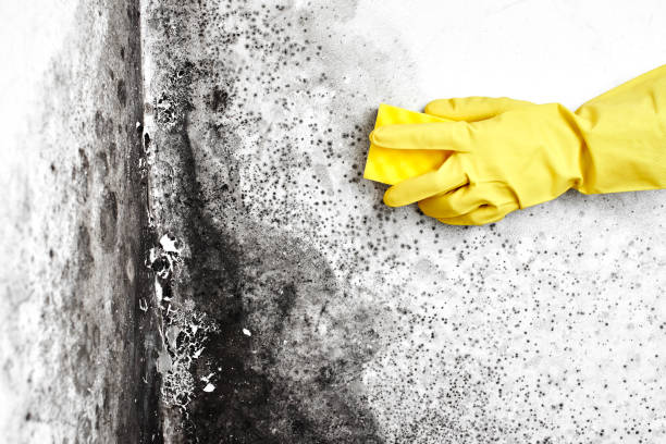 Professional Mold Removal in North Eagle Butte, SD