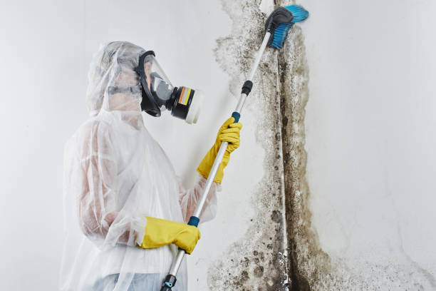 Best Mold Cleaning Services  in North Eagle Butte, SD