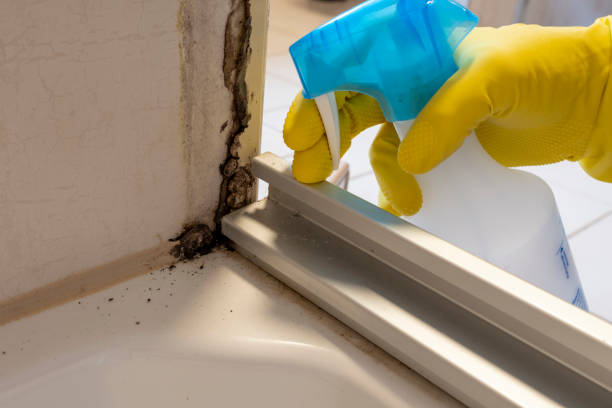 Best Local Mold Removal Service  in North Eagle Butte, SD