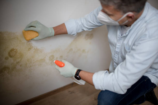 Best Home Mold Removal  in North Eagle Butte, SD