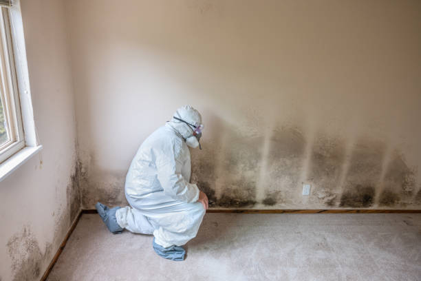 Best Fast Mold Removal  in North Eagle Butte, SD