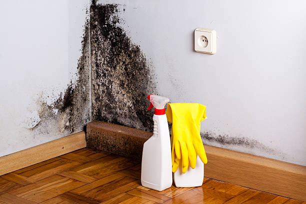 Professional Mold Removal in North Eagle Butte, SD